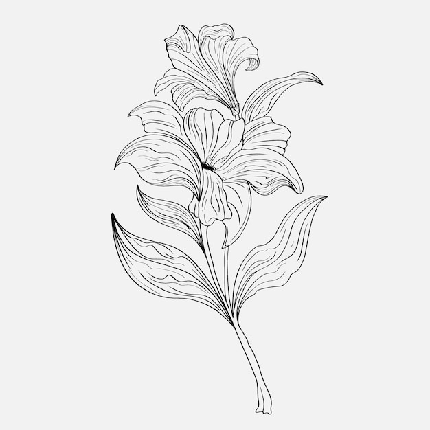 Dibujos para colorear de hermosas flores de lirio imprimibles Contorno Lirios Página en blanco y negro