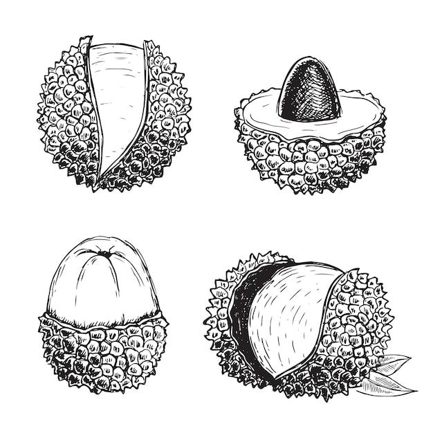 Dibujos de doodle de lichi ilustración de dibujado a mano de frutas exóticas