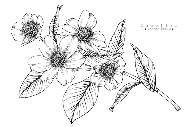 Dibujos de flores de Camelia