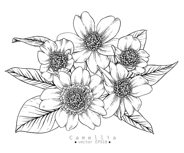 Dibujos de flores de Camelia