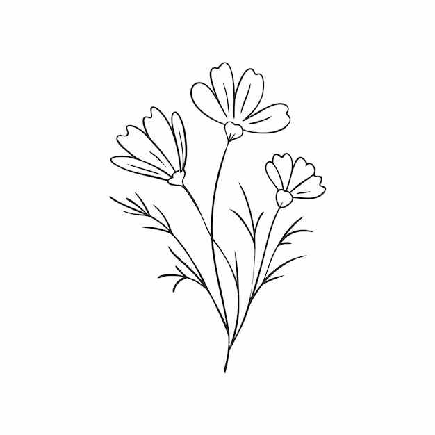 Dibujos de flores del cosmos en blanco y negro con arte de líneas en un fondo blanco aislado 1