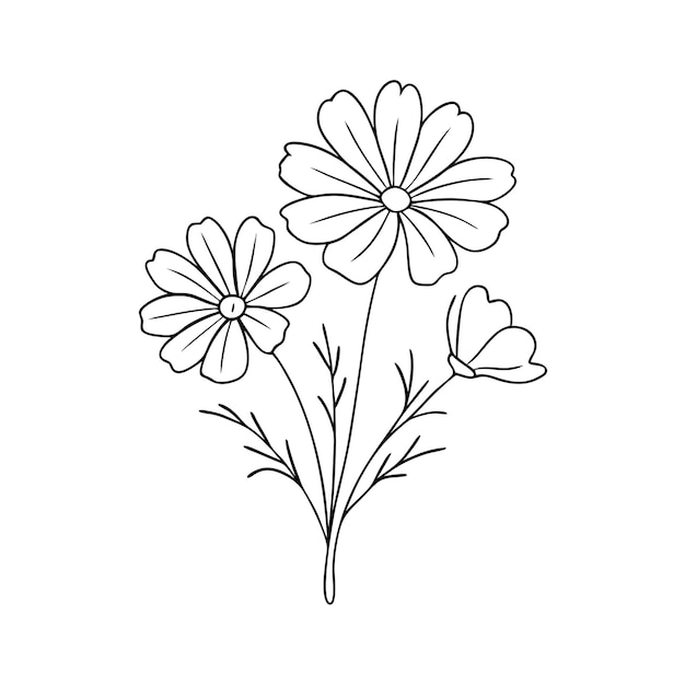 Dibujos de flores del cosmos en blanco y negro con dibujos en línea sobre un fondo blanco aislado 14
