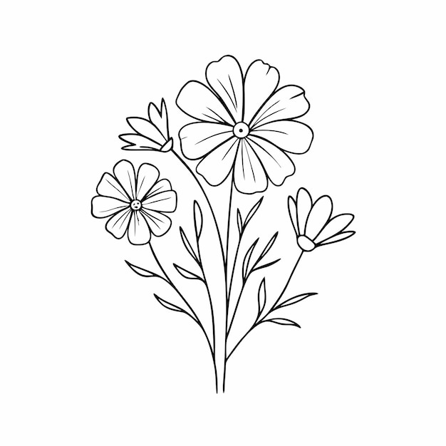 Dibujos de flores del cosmos en blanco y negro con dibujos en línea sobre un fondo blanco aislado 18