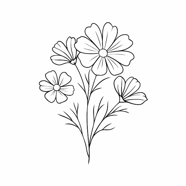 Dibujos de flores del cosmos en blanco y negro con dibujos en línea sobre un fondo blanco aislado 20