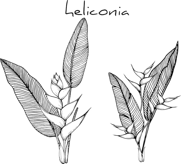 Dibujos de flores heliconia