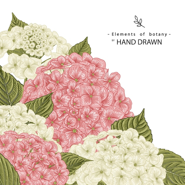 Vector dibujos de flores de hortensias rosas y blancas.