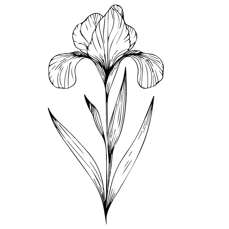 Vector dibujos de flores de iris dibujo de líneas de iris lápiz de iris dibujo de flores lápis de iris dibujos de flores