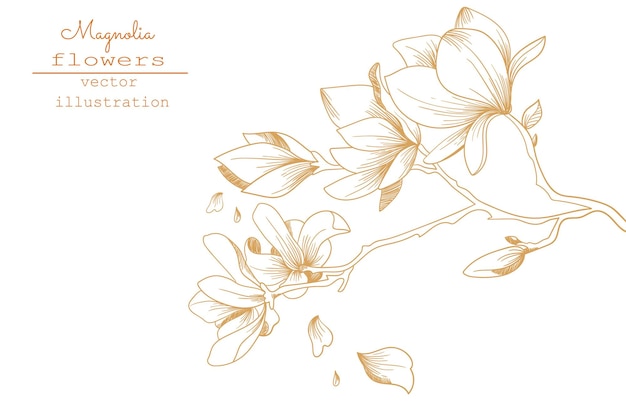 Dibujos de flores de magnolia. Bosquejo de la colección de botánica floral. Dibujo a mano ilustración botánica Vector.