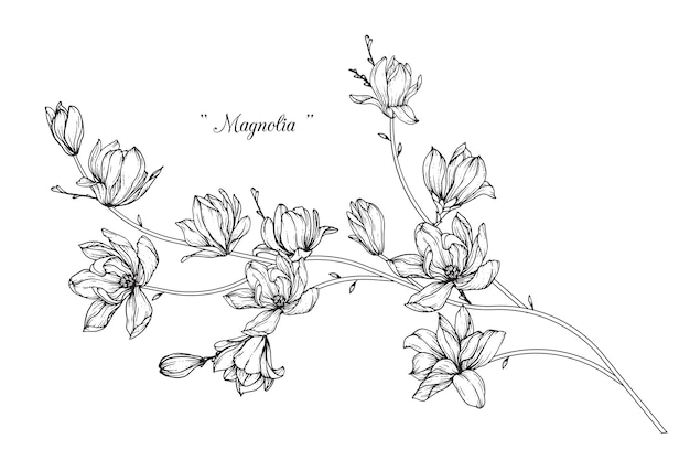Dibujos de flores de magnolia. Vintage dibujado a mano ilustraciones botánicas.