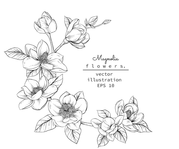 Dibujos de flores de Magnolia.