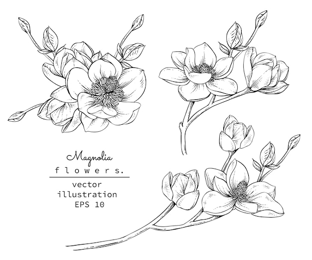 Dibujos de flores de Magnolia.