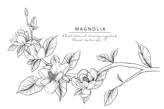 Dibujos de flores de magnolia.