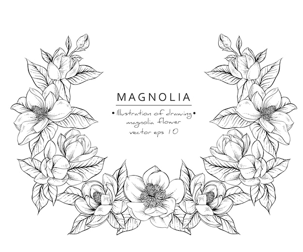 Dibujos de flores de magnolia.