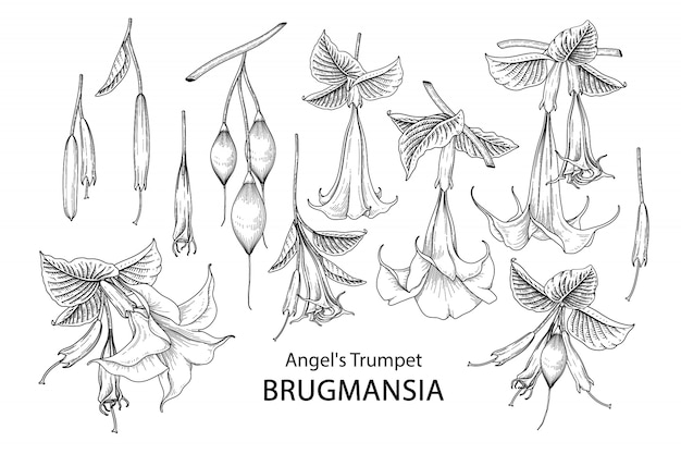 Vector dibujos de flores de trompeta brugmansia