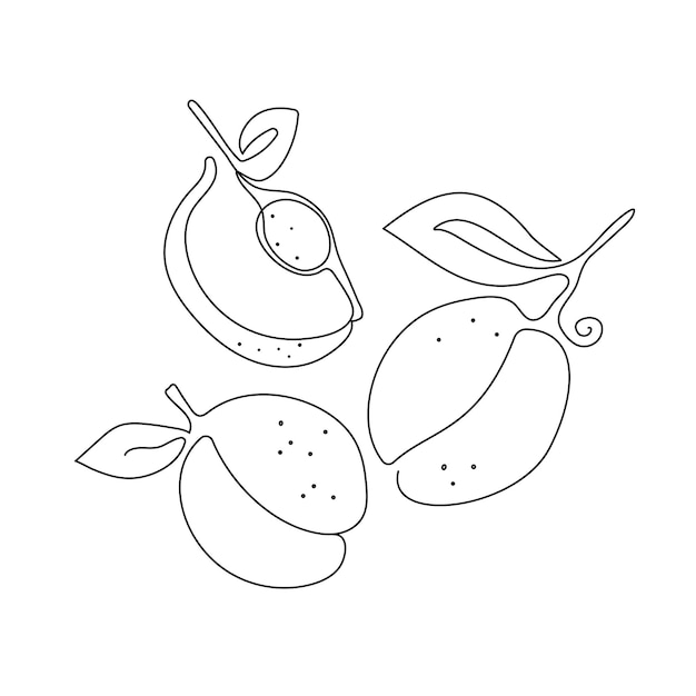 Dibujos de frutas una línea Resumen albaricoque ciruela melocotón Fruta entera y rebanada