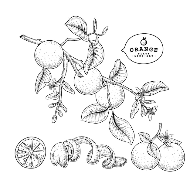 Dibujos de frutas naranjas