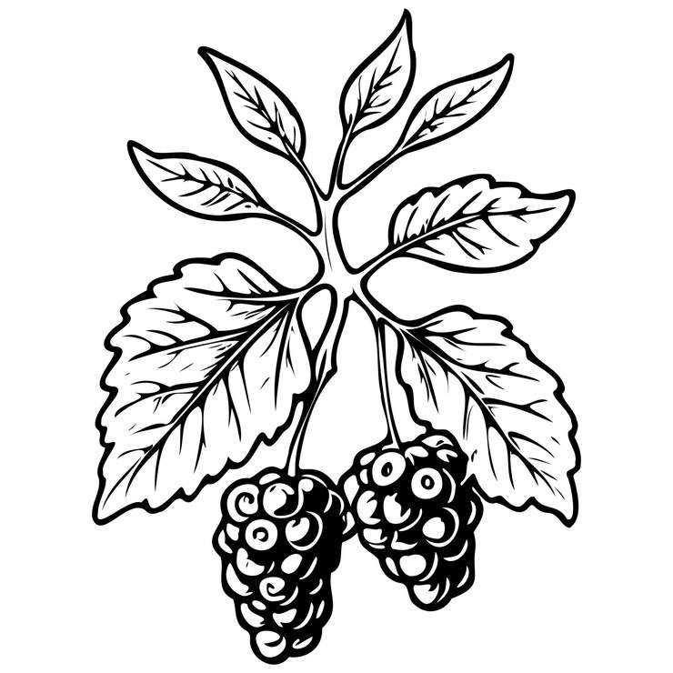 Vector dibujos de grabado de morera roja de obras de arte aisladas monocromáticas de frutas
