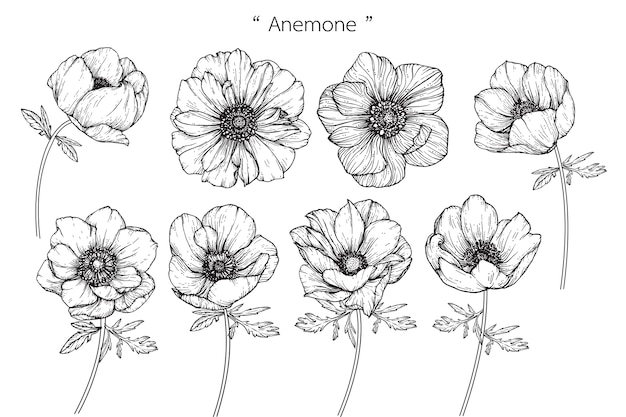 Dibujos de hojas y flores de anémona