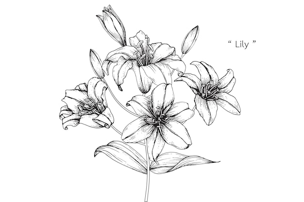 Dibujos de hojas y flores de anémonas. vintage dibujado a mano ilustraciones botánicas.