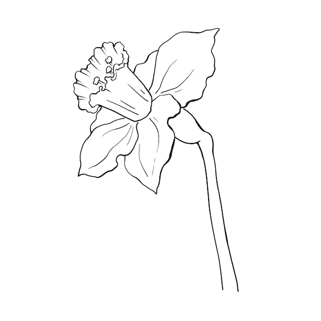 Dibujos de líneas de narcisos Para su uso en el diseño de envases para cosméticos, perfumes, tintes, vajilla, etc.