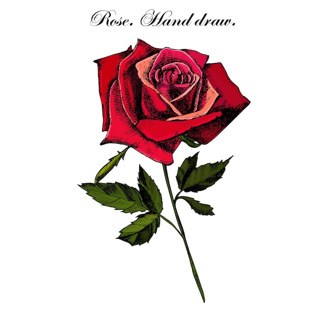 Dibujos de patrones sin costura de flores de peonía Grabado vectorizado a mano