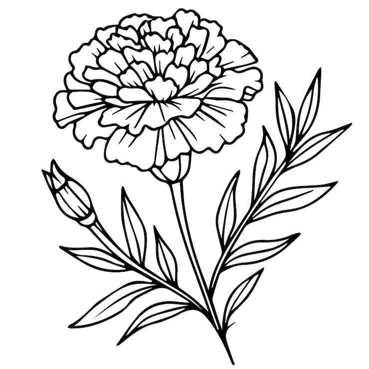 Vector dibujos de una sola línea de caléndula coloración de caléndula en blanco y negro dibujo de línea de flor de caléndula tópica