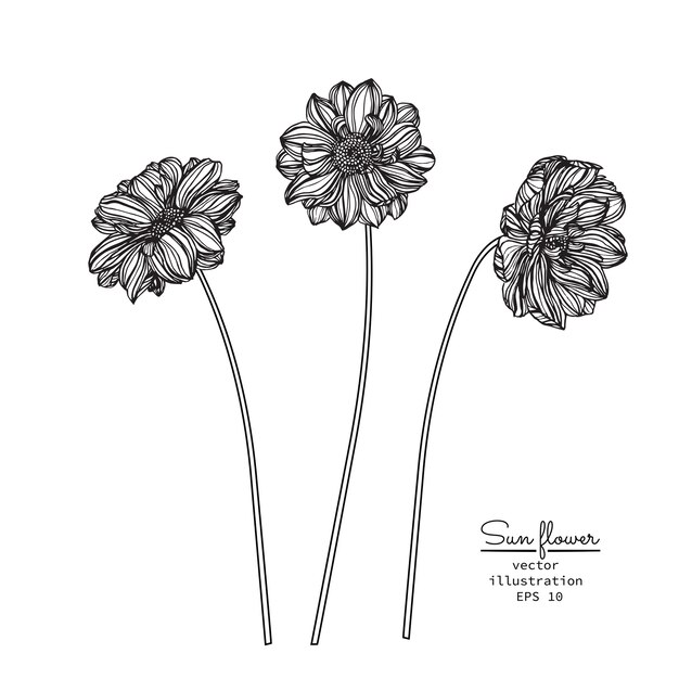 Dibujos de Sun Flower y Leaf