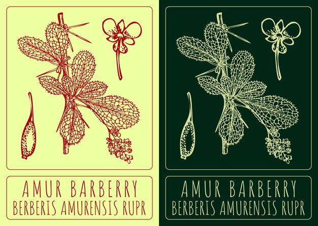 Dibujos vectoriales AMUR BARBERRY Ilustración dibujada a mano Nombre latino BERBERIS AMURENSIS RUPR