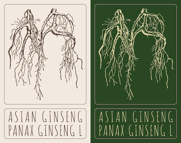 Vector dibujos vectoriales asian ginseng ilustración dibujada a mano nombre latino panax ginseng l