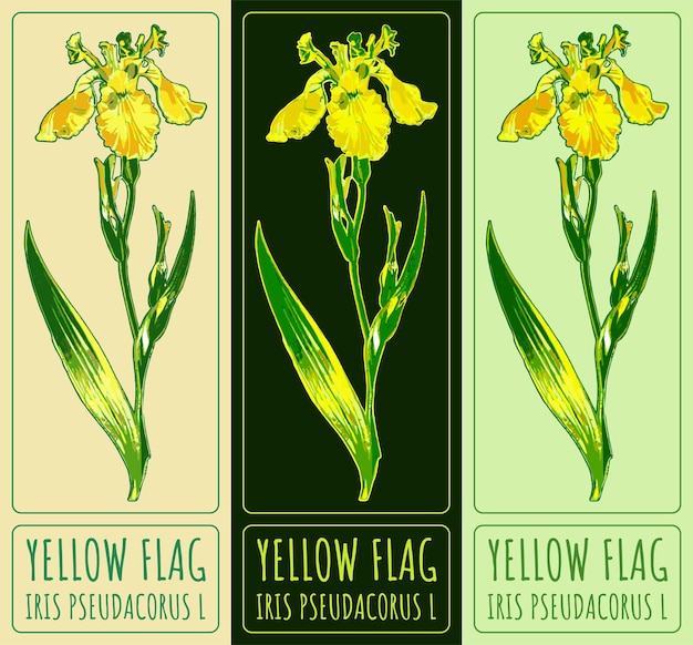 Dibujos vectoriales BANDERA YELLOW Ilustración dibujada a mano Nombre latino Iris pseudacorus L