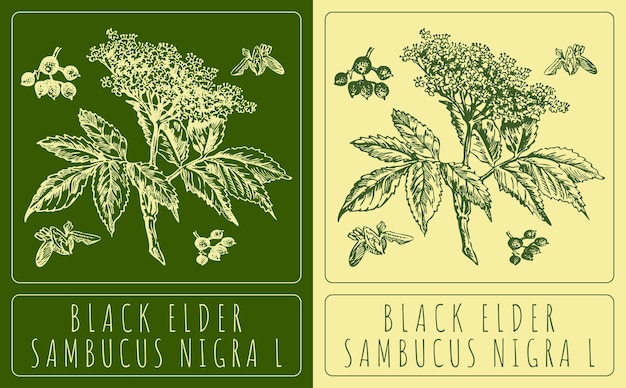 Dibujos vectoriales BLACK ELDER Ilustración dibujada a mano Nombre latino SAMBUCUS NIGRA L