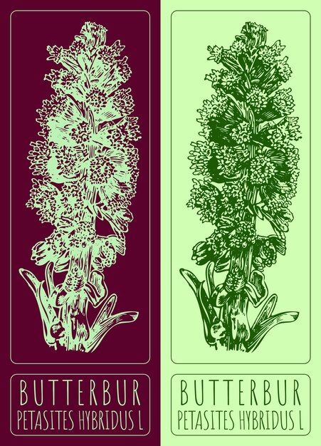 Dibujos vectoriales BUTTERBUR Ilustración dibujada a mano Nombre latino PETASITES HYBRIDUS L