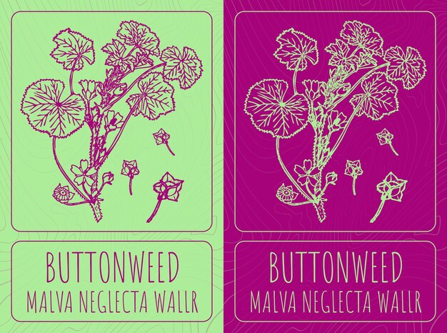 Dibujos vectoriales BUTTONWEED Ilustración dibujada a mano Nombre latino MALVA NEGLECTA WALLR
