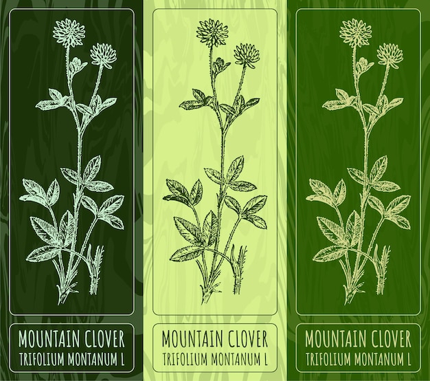 Dibujos vectoriales CLOVER de montaña Ilustración dibujada a mano Nombre latino TRIFOLIUM MONTANUM L