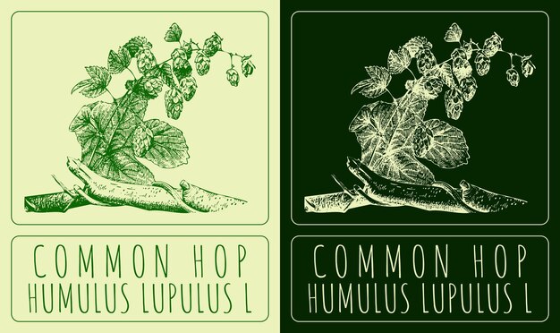 Vector dibujos vectoriales common hop ilustración dibujada a mano nombre latino humulus lupulus l