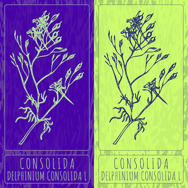 Dibujos vectoriales CONSOLIDA Ilustración dibujada a mano Nombre latino DELPHINIUM CONSOLIDAL