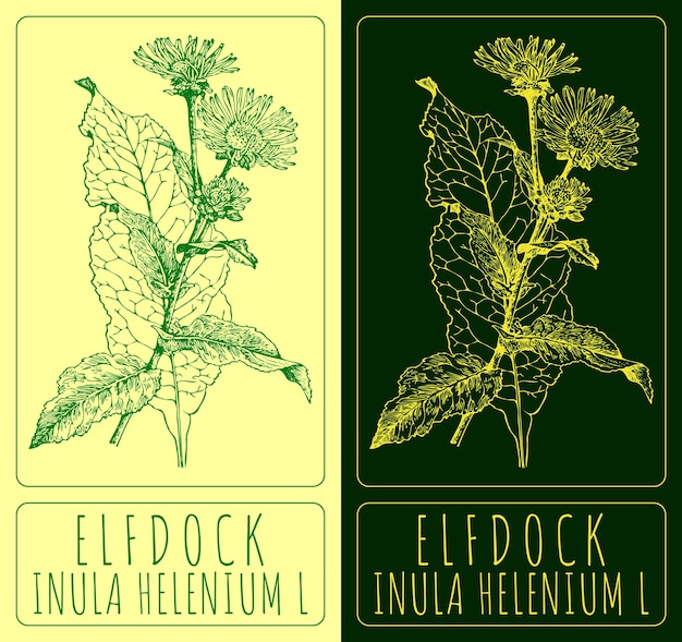 Dibujos vectoriales ELFDOCK Ilustración dibujada a mano Nombre latino INULA HELENIUM L