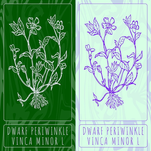 Dibujos vectoriales enano Perivinkle Ilustración dibujada a mano Nombre latino VINCA MINOR L