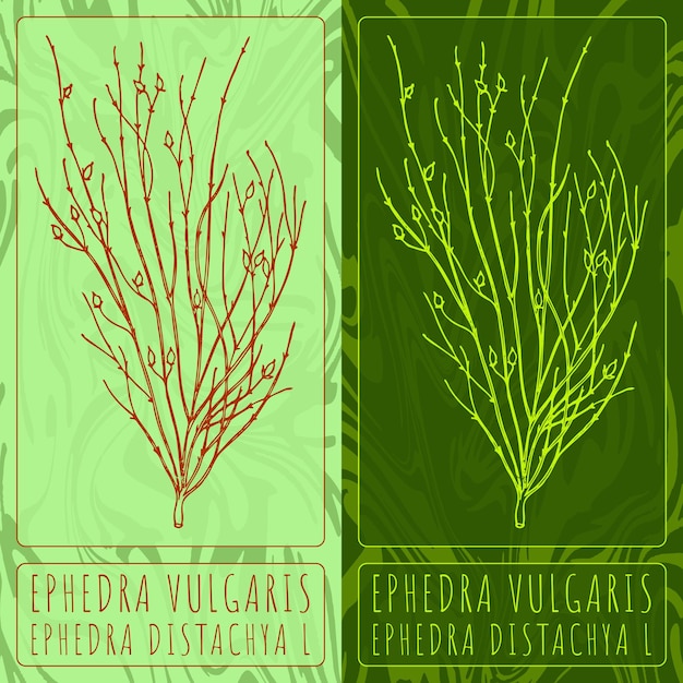 Vector dibujos vectoriales ephedra vulgaris ilustración dibujada a mano nombre latino ephedra distachya l