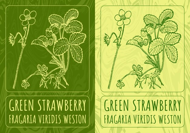 Dibujos vectoriales fresas verdes ilustración dibujada a mano nombre latino FRAGARIA VIRIDIS WESTON