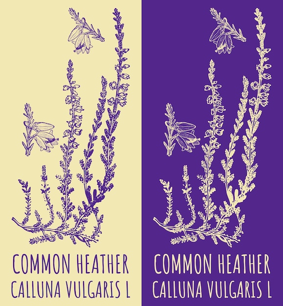 Dibujos vectoriales HEATHER COMUN Ilustración dibujada a mano Nombre latino CALLUNA VULGARIS L