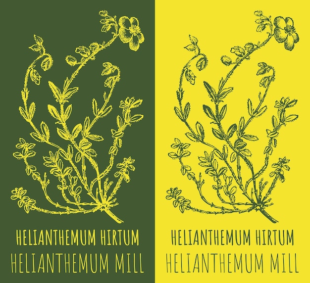 Dibujos vectoriales HELIANTHEMUM HIRTUM Ilustración dibujada a mano Nombre latino Helianthemum MILL