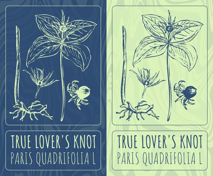Vector dibujos vectoriales nodos de los verdaderos amantes ilustración dibujada a mano nombre latino paris quadrifolia l
