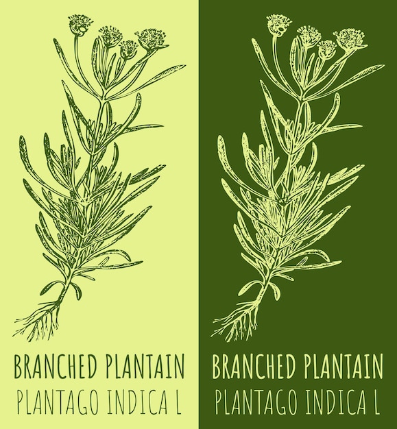 Dibujos vectoriales PLANTAINA RANCHIDA Ilustración dibujada a mano Nombre latino PLANTAGO INDICA L