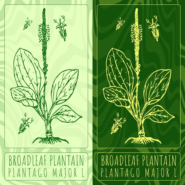 Vector dibujos vectoriales plátano de hoja ancha ilustración dibujada a mano nombre latino plantago major l