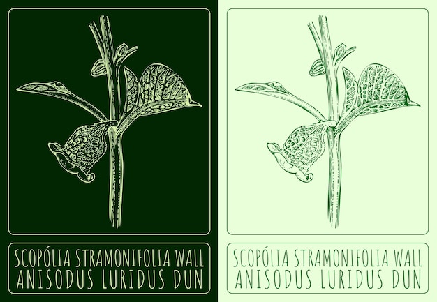 Dibujos vectoriales scopolia stramonifolia pared ilustración dibujada a mano nombre latino anisodus luridus dun