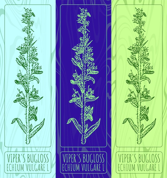Dibujos vectoriales VIPERS BUGLOSS Ilustración dibujada a mano Nombre latino ECHIUM VULGARE L