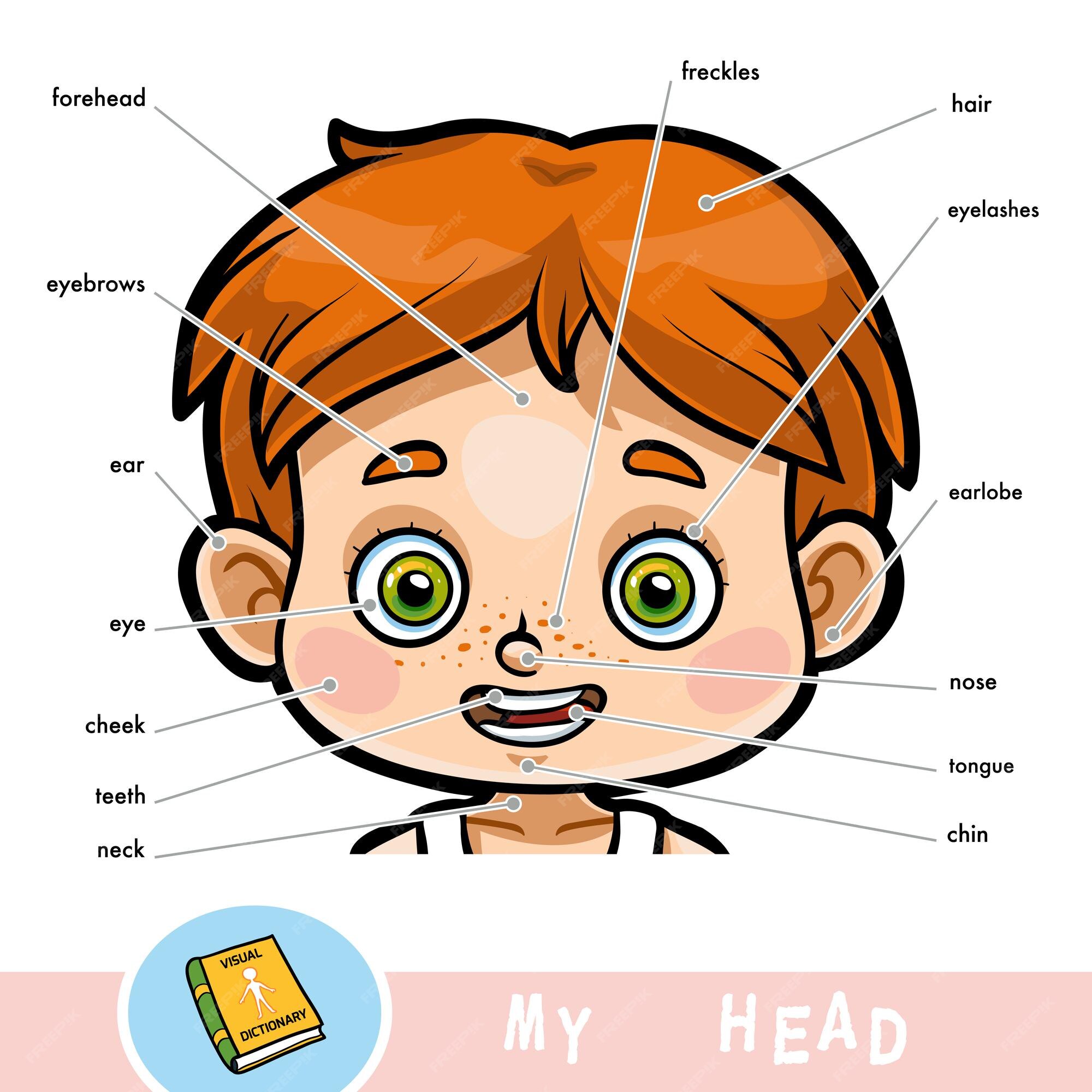 Diccionario visual de dibujos animados para niños sobre el cuerpo humano. mi  cabeza se parte por un niño. | Vector Premium