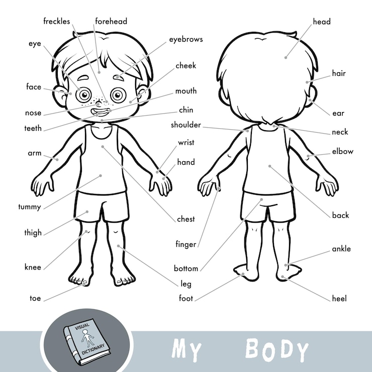 Vector diccionario visual de dibujos animados para niños sobre el cuerpo humano. partes de mi cuerpo para un niño.
