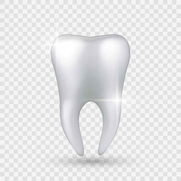 Vector diente brillante. diente blanco claro sano realista aislado sobre fondo transparente, blanqueamiento de esmalte en clínica dental, dentista higienista o tratamiento de ortodoncia protección de cuidado bucal vector objeto 3d